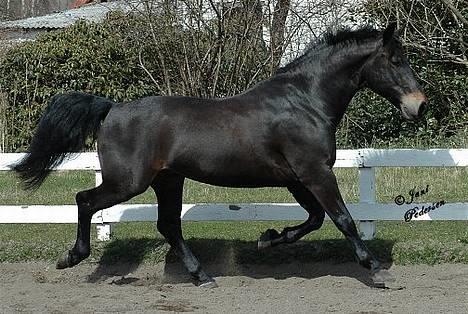 Oldenborg Grock Birkehøj *Solgt* billede 3