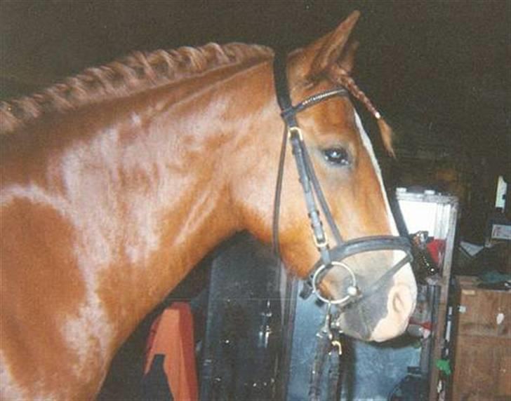 Anden særlig race Flicka - Dette billede er det min tatu er tegnet efter. billede 3