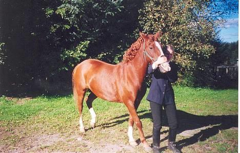 Anden særlig race Flicka - Flicka og mig der går dresur. billede 6