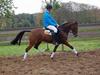 Hollandsk Sportspony Brandy (Misse)