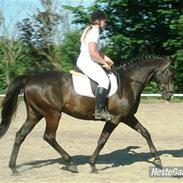 Trakehner Lazio