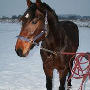 Traver Ice Cool Butcher