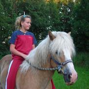 Haflinger Anker Kyhnæb