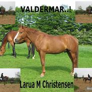 DSP Valdemar (*Valle*)