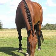 Anden særlig race Rinaldo