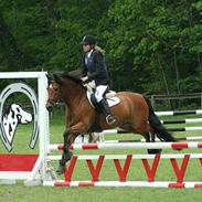 New Forest Vognmandsgårdens Valentin