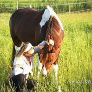 Pinto Søholmgaards Samson