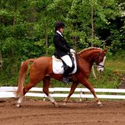 Anden særlig race Bækgårdens Rarfiti SOLGT