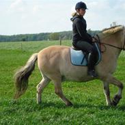 Fjordhest Lasse R.I.P.