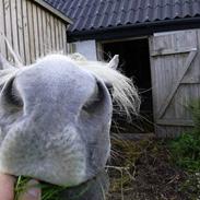 Anden særlig race Spice <3