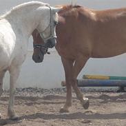 Anden særlig race Spice <3