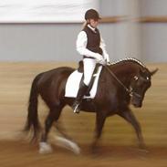Dansk Varmblod Justen Joy Hill