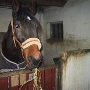 Traver Ice Cool Butcher