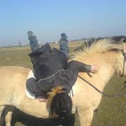 Fjordhest freja solgt