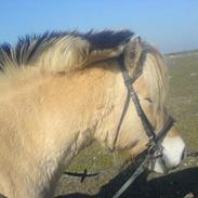 Fjordhest freja solgt