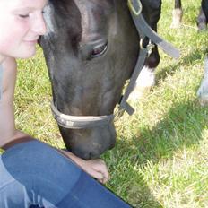 Dansk Varmblod Castello (†08)