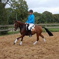 Hollandsk Sportspony Brandy (Misse)