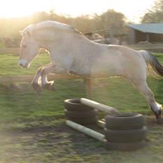 Fjordhest ¤ Dybdal Kasper ¤ 