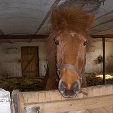 Islænder Rauður . SOLGT. 