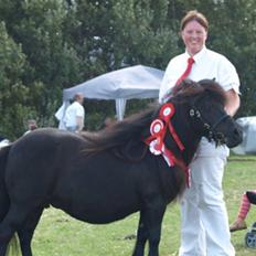 Shetlænder Pamela v.d Englenhof