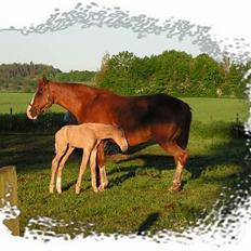 Dansk Varmblod MAKI. *SOLGT*