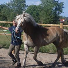 Haflinger Anker Kyhnæb