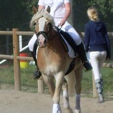 Haflinger Anker Kyhnæb