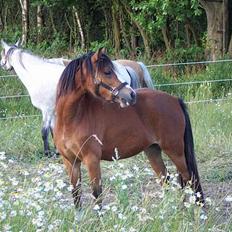 Welsh Mountain (sec A) Maylie Pink Fantazy