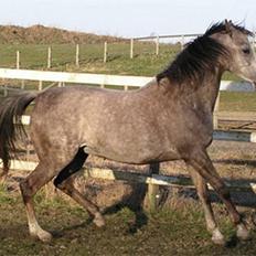 Arabisk fuldblod (OX) F A Medina