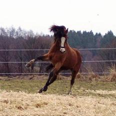 Welsh Mountain (sec A) Maylie Pink Fantazy