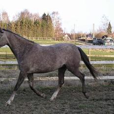 Arabisk fuldblod (OX) F A Medina