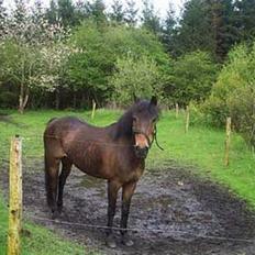 Anden særlig race fighter*** DØD.. 19.4.11