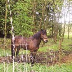 Anden særlig race fighter*** DØD.. 19.4.11