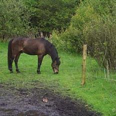 Anden særlig race fighter*** DØD.. 19.4.11