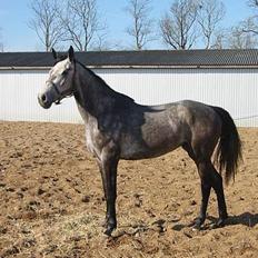 Holstener Animera *Solgt*