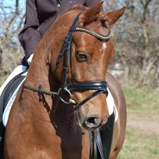 Anden særlig race Nagengaards Cesare -solgt