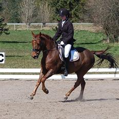 Anden særlig race Nagengaards Cesare -solgt