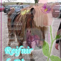 Islænder Reifnir f. Fårup