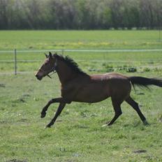 Hollandsk Sportspony Kesso - SOLGT