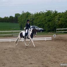 Pinto Cassiopeia Sunrise'solgt'