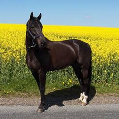 Dansk Varmblod Justen Joy Hill