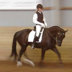 Dansk Varmblod Justen Joy Hill