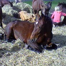 Oldenborg Bibi Kærgård