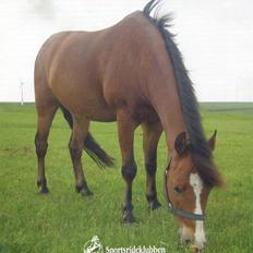 Anden særlig race Cognac R.I.P