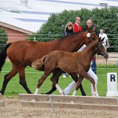 Dansk Varmblod Kalhave's De Nora