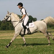 Arabisk fuldblod (OX) Dienna