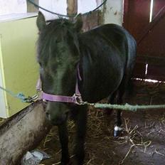 Dartmoor Lullu af Nydam *Solgt*