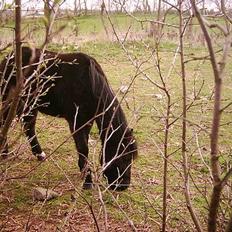 Dartmoor Lullu af Nydam *Solgt*