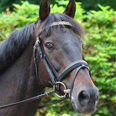 Fuldblod (XX) Little Hunter  *DØD*