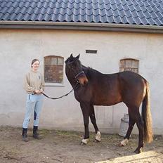 Fuldblod (XX) Little Hunter  *DØD*